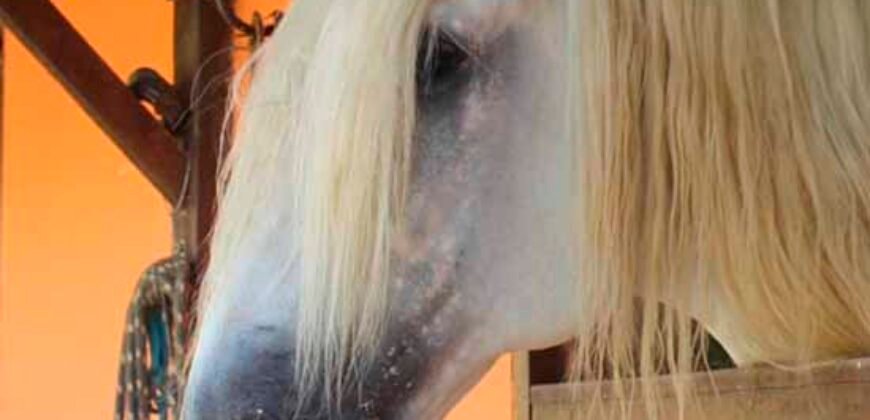 Linda Fazenda com Estrutura de laser completa 206 has Represa e água mineral | Guaratinguetá/ SP Linda Fazenda com Estrutura de laser completa 206 has Represa e água mineral | Guaratinguetá/ SP