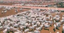 Oportunidade Única! Fazenda de 15 mil hectares em Pindorama do Tocantins/ TO Oportunidade Única! Fazenda de 15 mil hectares em Pindorama do Tocantins/ TO