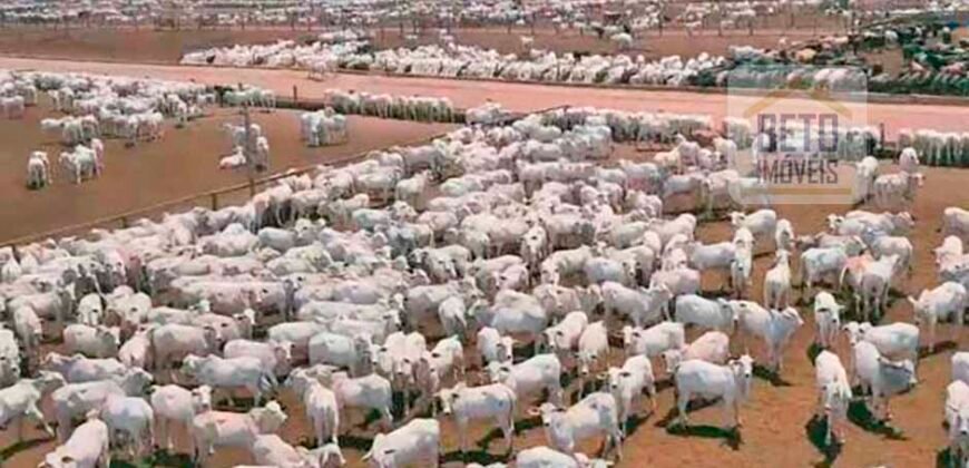 Oportunidade Única! Fazenda de 15 mil hectares em Pindorama do Tocantins/ TO Oportunidade Única! Fazenda de 15 mil hectares em Pindorama do Tocantins/ TO