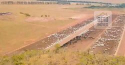 Oportunidade Única! Fazenda de 15 mil hectares em Pindorama do Tocantins/ TO Oportunidade Única! Fazenda de 15 mil hectares em Pindorama do Tocantins/ TO
