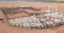 Oportunidade Única! Fazenda de 15 mil hectares em Pindorama do Tocantins/ TO Oportunidade Única! Fazenda de 15 mil hectares em Pindorama do Tocantins/ TO