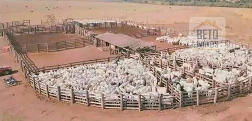 Oportunidade Única! Fazenda de 15 mil hectares em Pindorama do Tocantins/ TO Oportunidade Única! Fazenda de 15 mil hectares em Pindorama do Tocantins/ TO