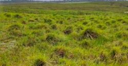 Excelente Fazenda à venda com toda infra-estrutura 4.646 hectares Pista de pouso e Ótima localização | Paragominas/ PA