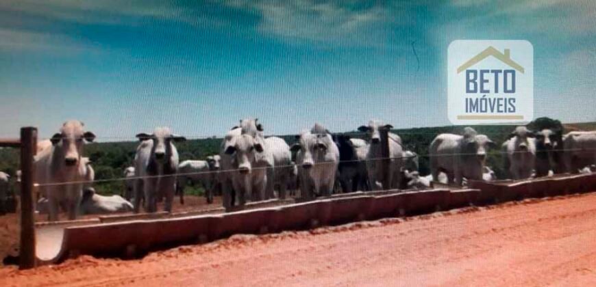 OPORTUNIDADE ÚNICA! Fazenda 1.016 Alqueires com Logística Completa e Pista de pouso | Ourinhos/ SP