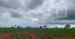 OPORTUNIDADE ÚNICA! Fazenda 1.016 Alqueires com Logística Completa e Pista de pouso | Ourinhos/ SP