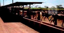 Excelente Fazenda 38.420 ha Pecuária e Mineradora Pista de pouso e hangar | Cocalinhos/ MT Excelente Fazenda 38.420 ha Pecuária e Mineradora Pista de pouso e hangar | Cocalinhos/ MT