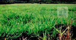 Excelente Fazenda 38.420 ha Pecuária e Mineradora Pista de pouso e hangar | Cocalinhos/ MT Excelente Fazenda 38.420 ha Pecuária e Mineradora Pista de pouso e hangar | Cocalinhos/ MT