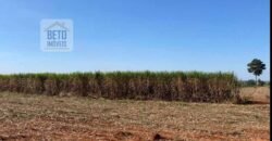 Ótima Fazenda de Cana 3.124 Has Terra de primerira e Pista de pouso | Sud Mennucci/ SP Ótima Fazenda de Cana 3.124 Has Terra de primerira e Pista de pouso | Sud Mennucci/ SP