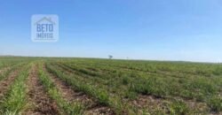 Ótima Fazenda de Cana 3.124 Has Terra de primerira e Pista de pouso | Sud Mennucci/ SP Ótima Fazenda de Cana 3.124 Has Terra de primerira e Pista de pouso | Sud Mennucci/ SP