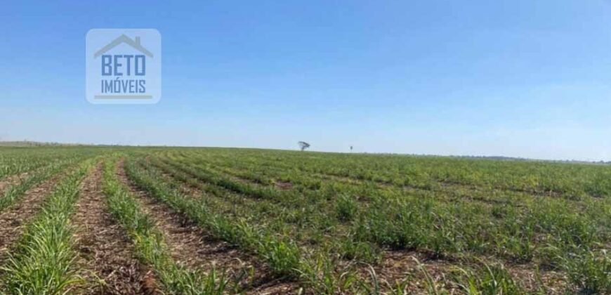 Ótima Fazenda de Cana 3.124 Has Terra de primerira e Pista de pouso | Sud Mennucci/ SP Ótima Fazenda de Cana 3.124 Has Terra de primerira e Pista de pouso | Sud Mennucci/ SP