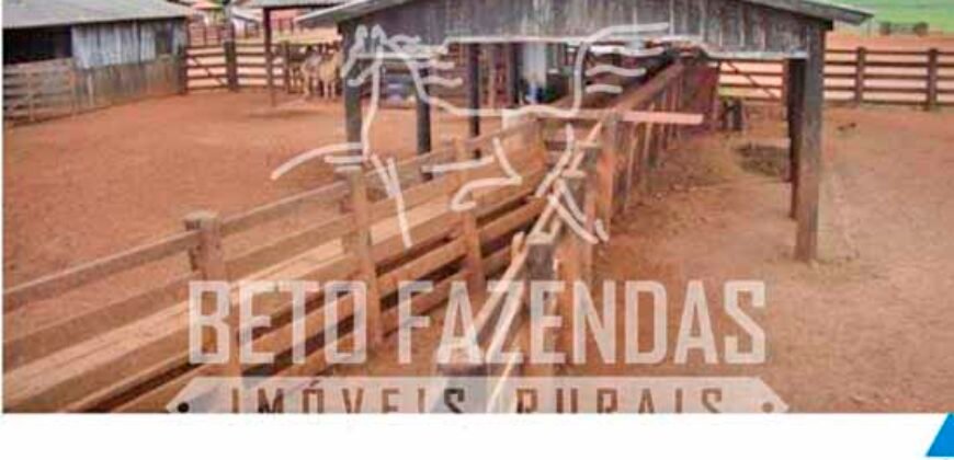 Excelente Fazenda Dupla Aptidão com 140 mil hectares Toda estrutura e armazenamento | Confresa/ MT Excelente Fazenda Dupla Aptidão com 140 mil hectares Toda estrutura e armazenamento | Confresa/ MT