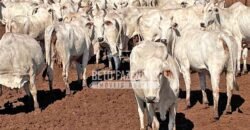 Excelente Fazenda Dupla Aptidão com 140 mil hectares Toda estrutura e armazenamento | Confresa/ MT Excelente Fazenda Dupla Aptidão com 140 mil hectares Toda estrutura e armazenamento | Confresa/ MT