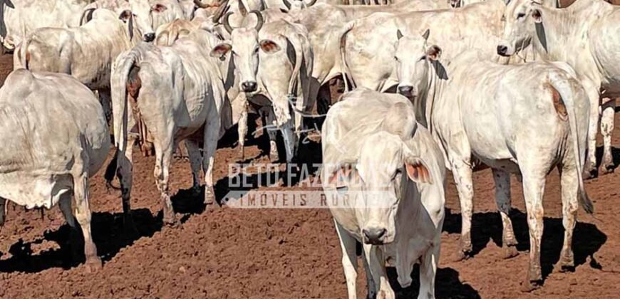Excelente Fazenda Dupla Aptidão com 140 mil hectares Toda estrutura e armazenamento | Confresa/ MT Excelente Fazenda Dupla Aptidão com 140 mil hectares Toda estrutura e armazenamento | Confresa/ MT