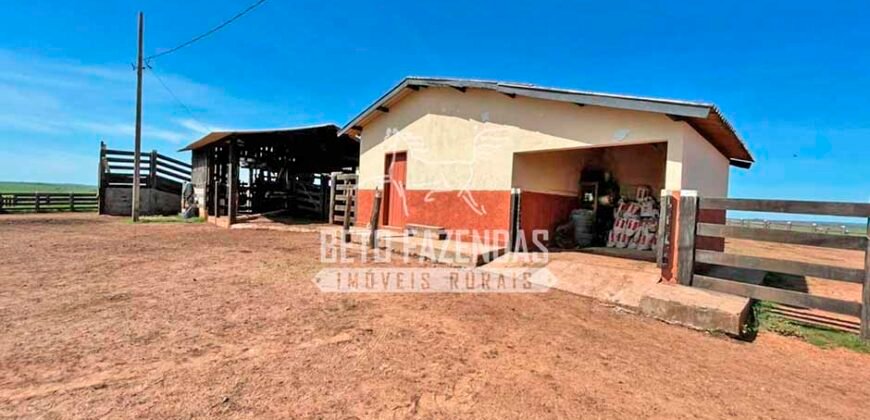 Excelente Fazenda Dupla Aptidão com 140 mil hectares Toda estrutura e armazenamento | Confresa/ MT Excelente Fazenda Dupla Aptidão com 140 mil hectares Toda estrutura e armazenamento | Confresa/ MT