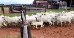 Fazenda à Venda com Estrutura Completa p/ Pecuária 4 mil hectares | Região de Barra do Garça/ MT