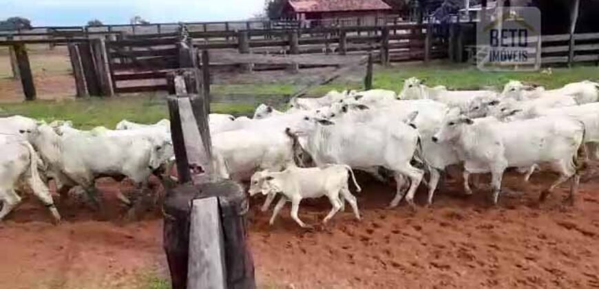 Fazenda à Venda com Estrutura Completa p/ Pecuária 4 mil hectares | Região de Barra do Garça/ MT