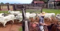 Fazenda à Venda com Estrutura Completa p/ Pecuária 4 mil hectares | Região de Barra do Garça/ MT