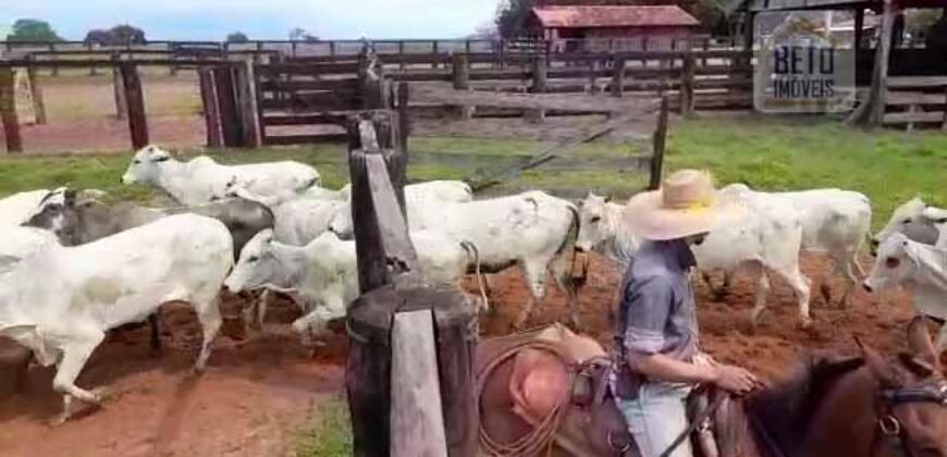 Fazenda à Venda com Estrutura Completa p/ Pecuária 4 mil hectares | Região de Barra do Garça/ MT