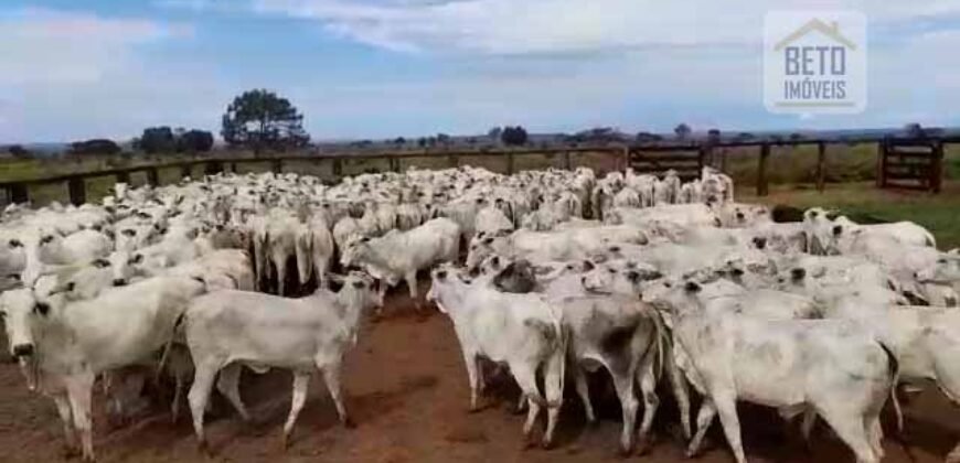 Fazenda à Venda com Estrutura Completa p/ Pecuária 4 mil hectares | Região de Barra do Garça/ MT