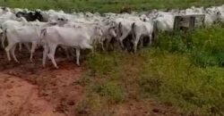 Fazenda à Venda com Estrutura Completa p/ Pecuária 4 mil hectares | Região de Barra do Garça/ MT