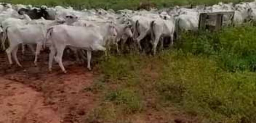Fazenda à Venda com Estrutura Completa p/ Pecuária 4 mil hectares | Região de Barra do Garça/ MT