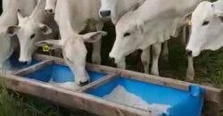 Fazenda à Venda com Estrutura Completa p/ Pecuária 4 mil hectares | Região de Barra do Garça/ MT