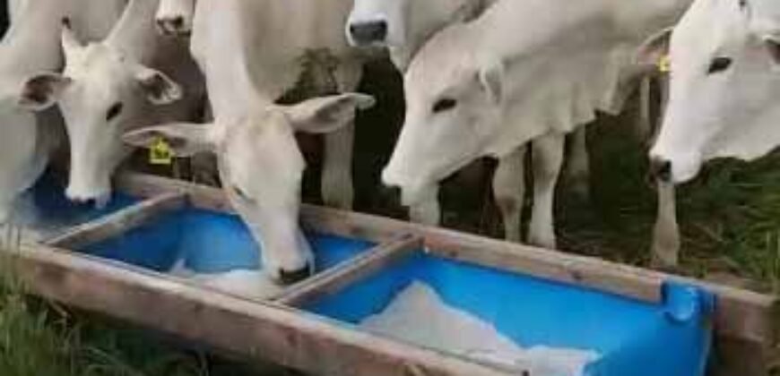 Fazenda à Venda com Estrutura Completa p/ Pecuária 4 mil hectares | Região de Barra do Garça/ MT