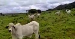 Excelente Fazenda c/ 692.12 hectares Lavoura de soja e Pastagem 100 cabeças | 100 km de Brasília DF – GO