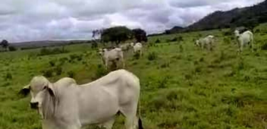 Excelente Fazenda c/ 692.12 hectares Lavoura de soja e Pastagem 100 cabeças | 100 km de Brasília DF – GO