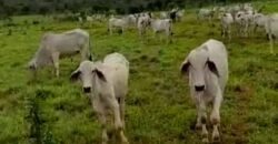 Excelente Fazenda c/ 692.12 hectares Lavoura de soja e Pastagem 100 cabeças | 100 km de Brasília DF – GO
