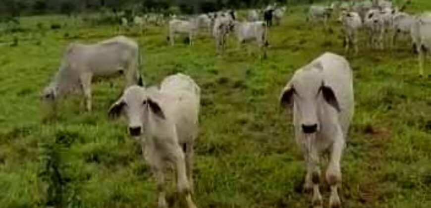 Excelente Fazenda c/ 692.12 hectares Lavoura de soja e Pastagem 100 cabeças | 100 km de Brasília DF – GO