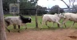 Excelente Fazenda c/ 692.12 hectares Lavoura de soja e Pastagem 100 cabeças | 100 km de Brasília DF – GO