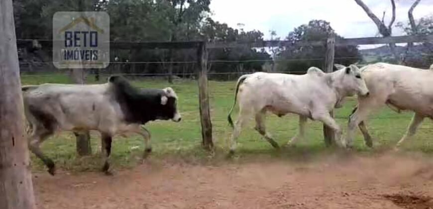 Excelente Fazenda c/ 692.12 hectares Lavoura de soja e Pastagem 100 cabeças | 100 km de Brasília DF – GO
