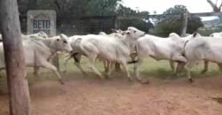 Excelente Fazenda c/ 692.12 hectares Lavoura de soja e Pastagem 100 cabeças | 100 km de Brasília DF – GO