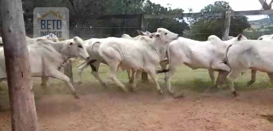 Excelente Fazenda c/ 692.12 hectares Lavoura de soja e Pastagem 100 cabeças | 100 km de Brasília DF – GO