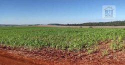 Excelente Fazenda 630 alqueires para lavoura com represas, cilos e galpões | Londrina/ PR