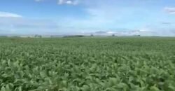 Excelente fazenda Dupla Aptidão à venda 4.356 hectares Pista de pouso e Logística pronta | Gal. Carneiro/ MT