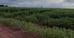 Excelente fazenda Dupla Aptidão à venda 4.356 hectares Pista de pouso e Logística pronta | Gal. Carneiro/ MT