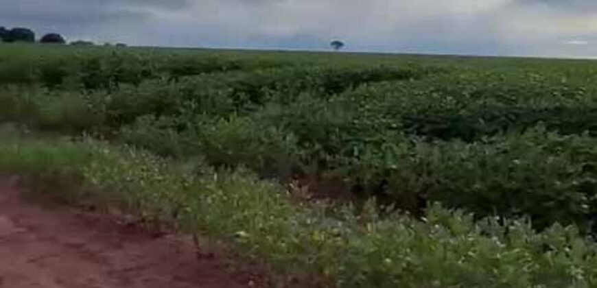Excelente fazenda Dupla Aptidão à venda 4.356 hectares Pista de pouso e Logística pronta | Gal. Carneiro/ MT