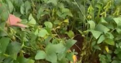 Excelente fazenda Dupla Aptidão à venda 4.356 hectares Pista de pouso e Logística pronta | Gal. Carneiro/ MT