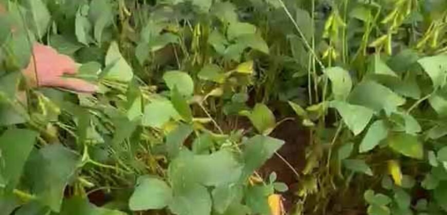 Excelente fazenda Dupla Aptidão à venda 4.356 hectares Pista de pouso e Logística pronta | Gal. Carneiro/ MT