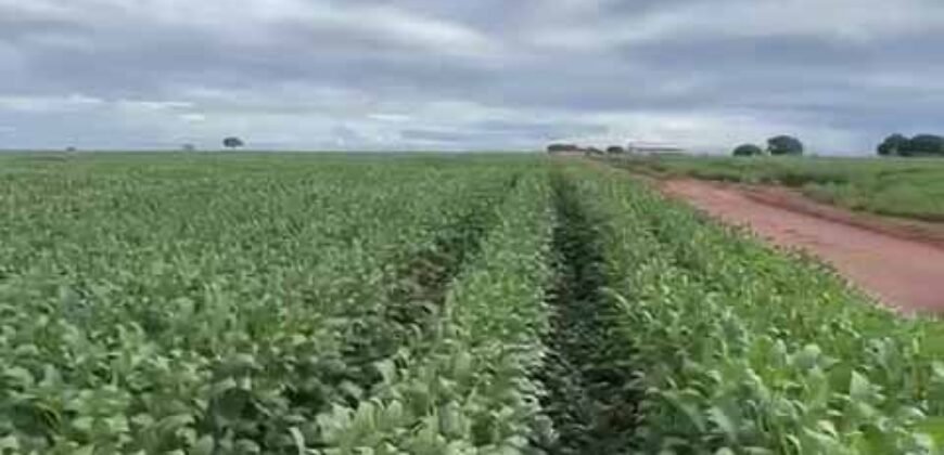 Excelente fazenda Dupla Aptidão à venda 4.356 hectares Pista de pouso e Logística pronta | Gal. Carneiro/ MT