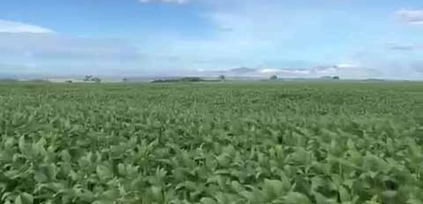 Excelente fazenda Dupla Aptidão à venda 4.356 hectares Pista de pouso e Logística pronta | Gal. Carneiro/ MT