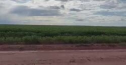 Excelente fazenda Dupla Aptidão à venda 4.356 hectares Pista de pouso e Logística pronta | Gal. Carneiro/ MT