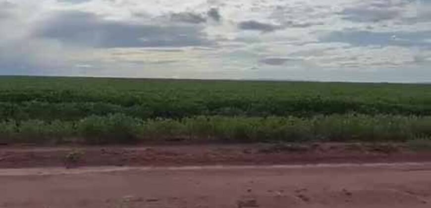 Excelente fazenda Dupla Aptidão à venda 4.356 hectares Pista de pouso e Logística pronta | Gal. Carneiro/ MT
