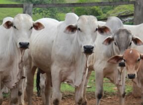 Região Norte Região Norte