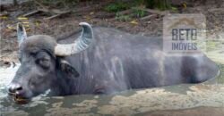 Blocos de Fazenda à Venda 325 mil has Estrutura Completa e Pista de pouso | Ilha de Marajó/ PA Blocos de Fazenda à Venda 325 mil has Estrutura Completa e Pista de pouso | Ilha de Marajó/ PA