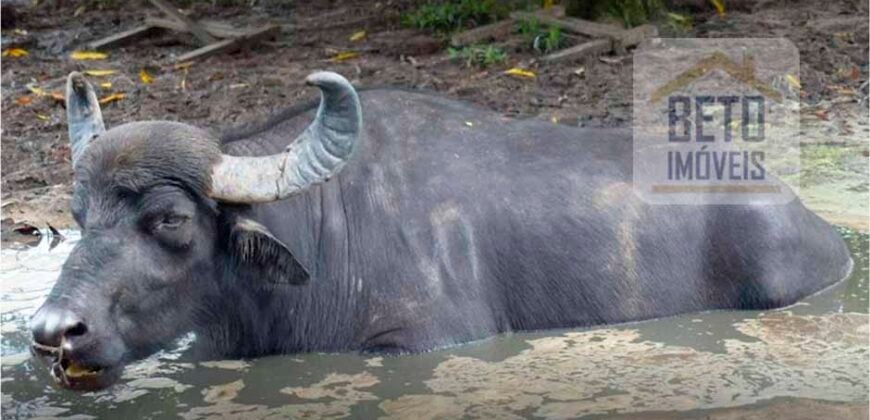 Blocos de Fazenda à Venda 325 mil has Estrutura Completa e Pista de pouso | Ilha de Marajó/ PA Blocos de Fazenda à Venda 325 mil has Estrutura Completa e Pista de pouso | Ilha de Marajó/ PA