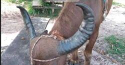 Blocos de Fazenda à Venda 325 mil has Estrutura Completa e Pista de pouso | Ilha de Marajó/ PA Blocos de Fazenda à Venda 325 mil has Estrutura Completa e Pista de pouso | Ilha de Marajó/ PA