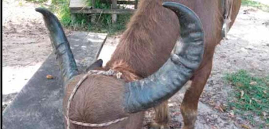 Blocos de Fazenda à Venda 325 mil has Estrutura Completa e Pista de pouso | Ilha de Marajó/ PA Blocos de Fazenda à Venda 325 mil has Estrutura Completa e Pista de pouso | Ilha de Marajó/ PA